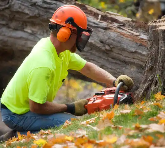 tree services East Meadow